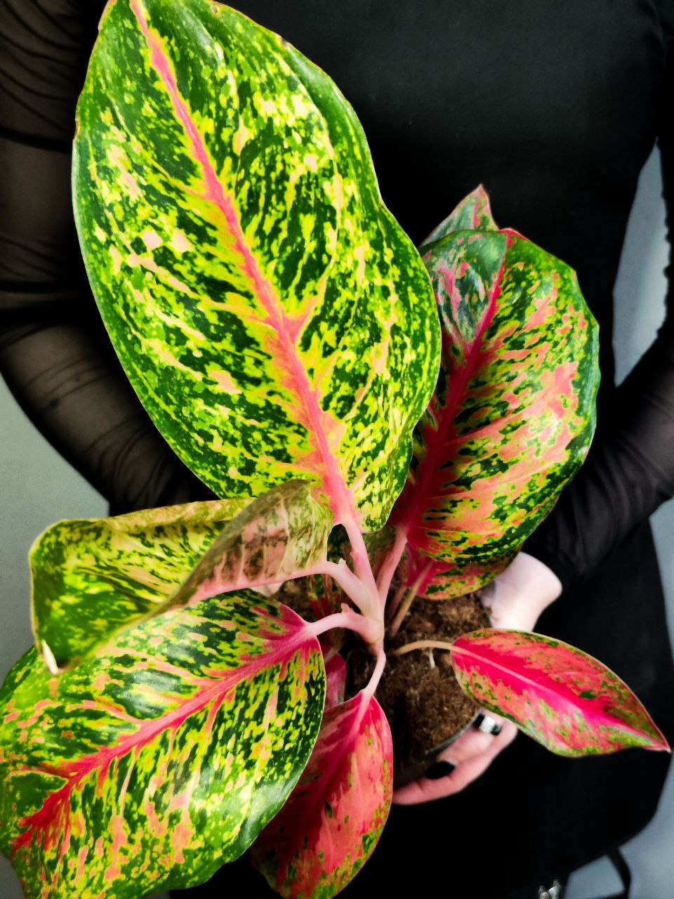 Аглаонема Личи Ред (Aglaonema Lychee Red) D12см