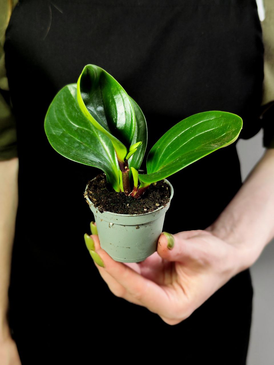 Пеперомия Ред Каньон (Peperomia Red Canyon) D5см