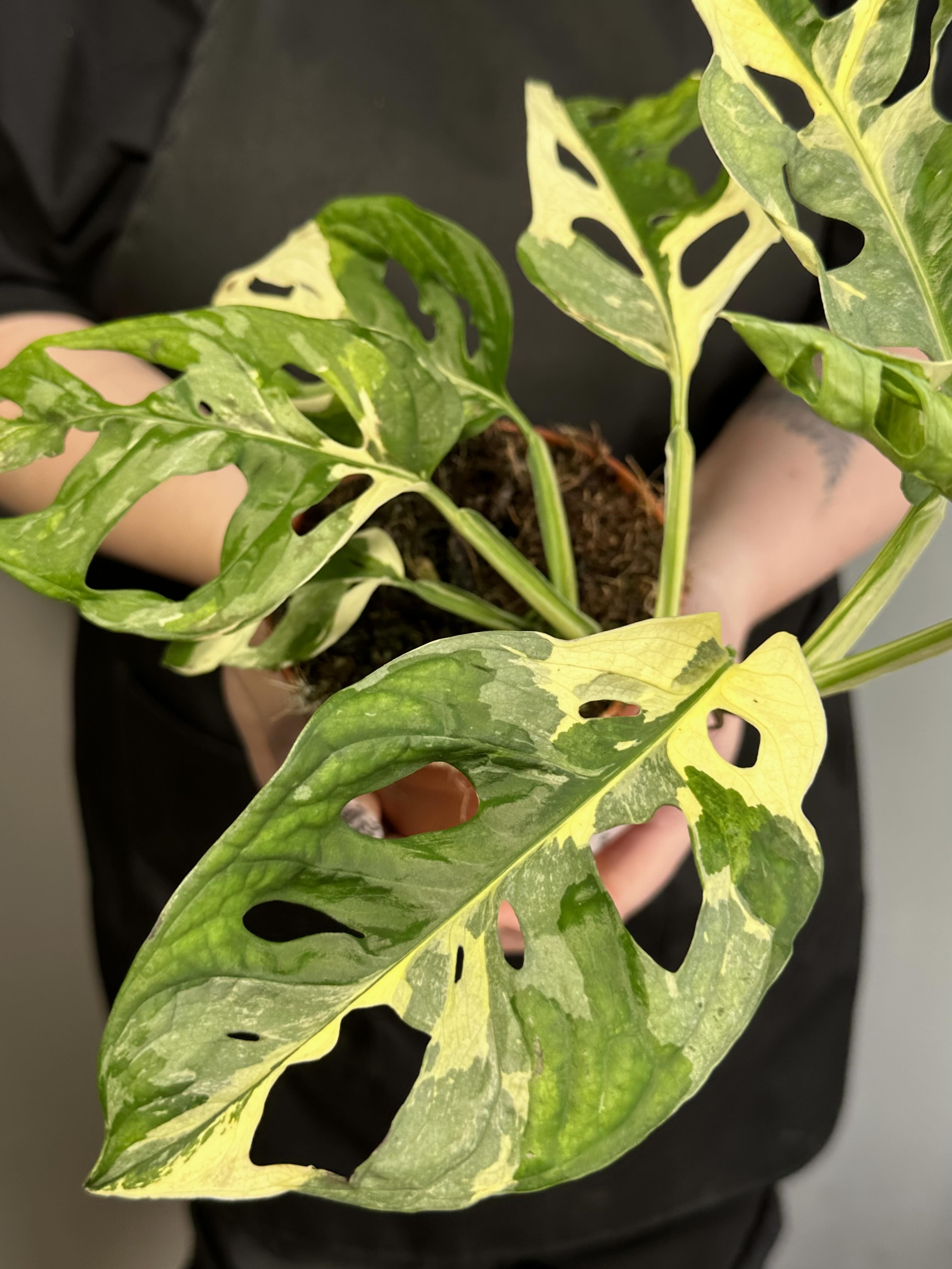 Монстера Адансона Вариегатная (Monstera Adansonii Variegata) D12см
