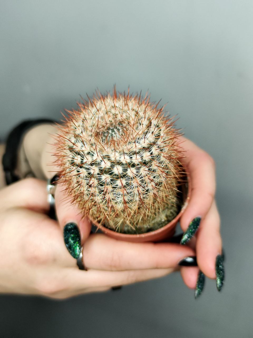 Нотокактус Шлоссера (Notocactus Schlosseri) D5см