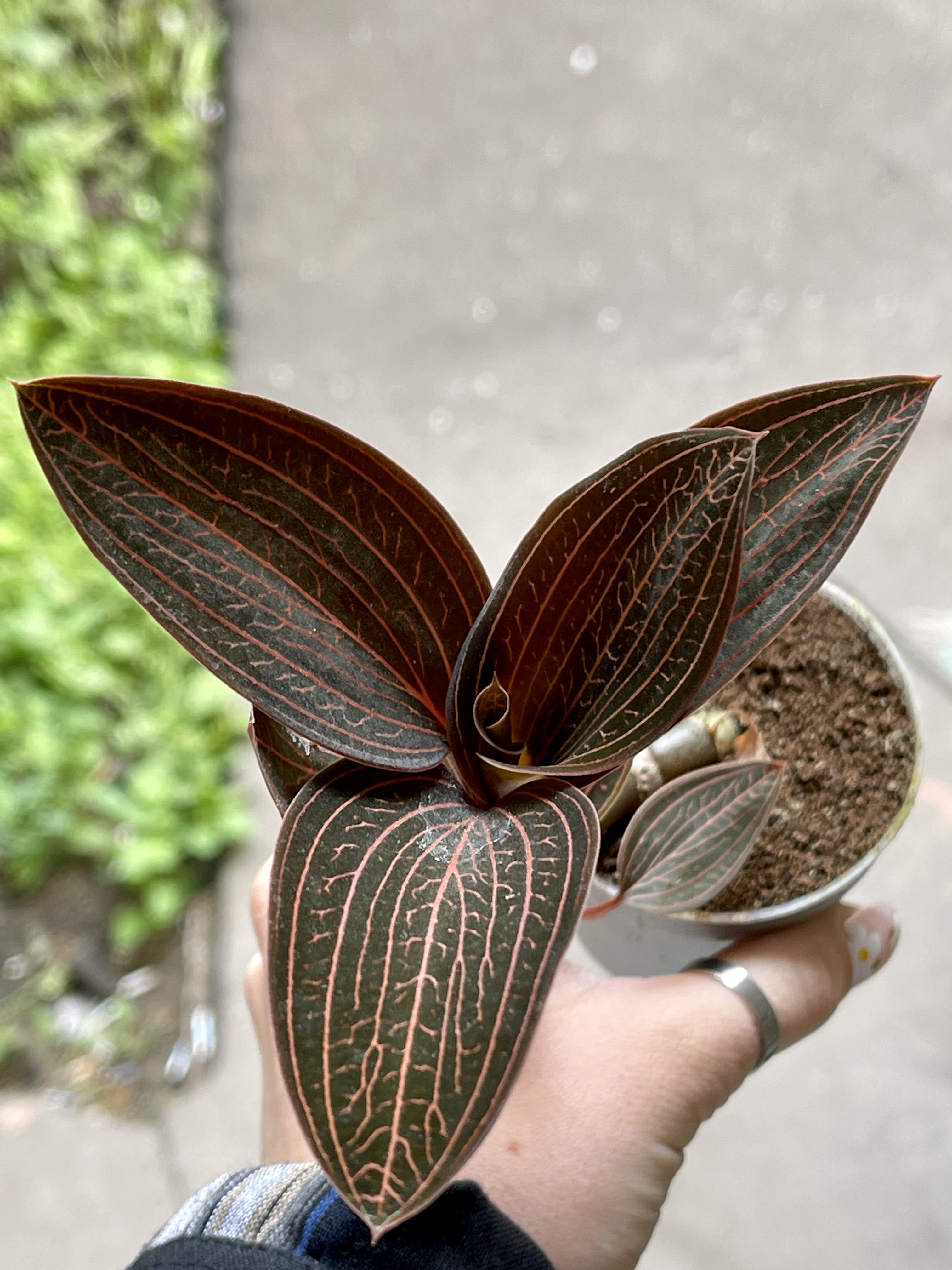 Орхидея Драгоценная Карма Руби (Jewel Orchid Karma Ruby) D7см