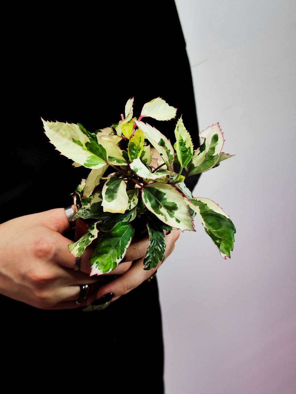 Гибискус Вариегатный (Hibiscus Rosa-Sinensis Variegata) D6см