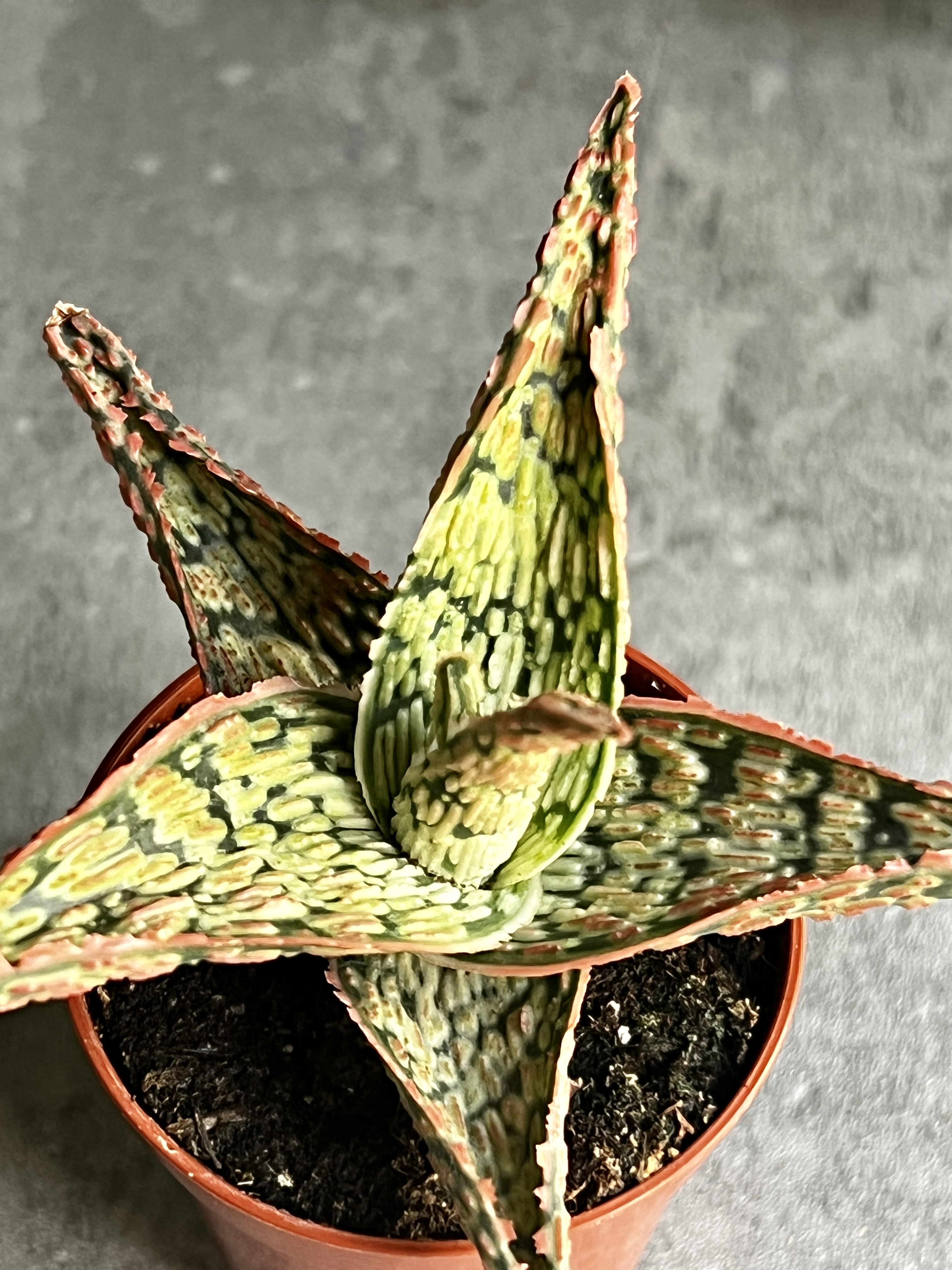 Алоэ Карола (Aloe Cristmas Carol) D5см