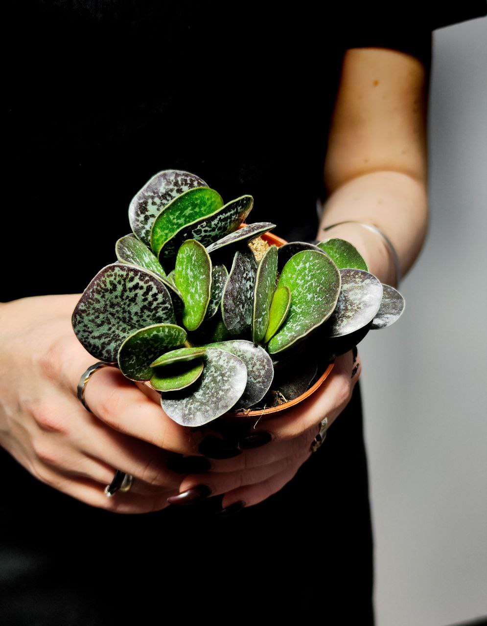 Адромискус Макулатус (Adromischus Maculatus) D8см