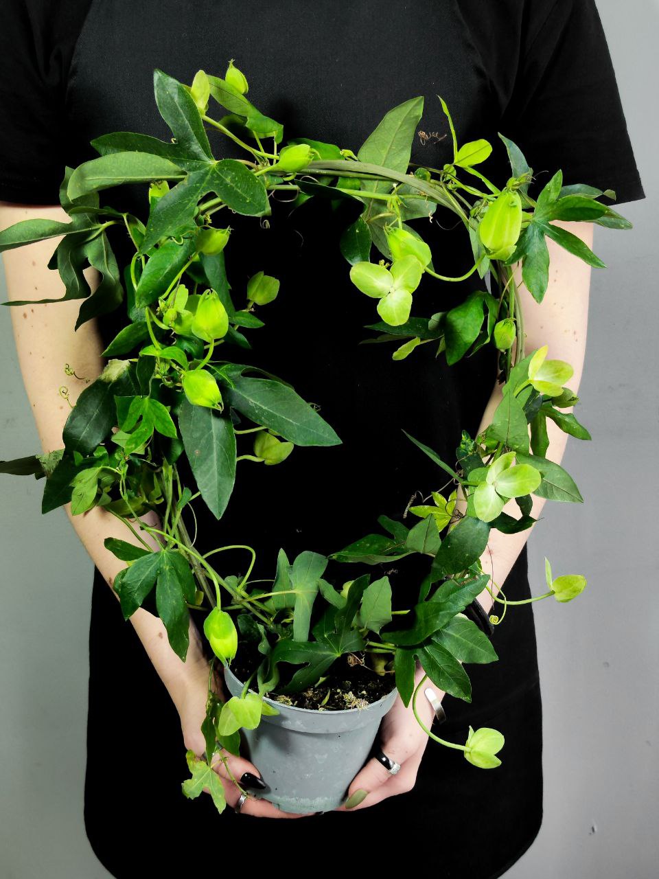 Пассифлора, или Маракуйя (Passiflora Monique Klemann) D13см