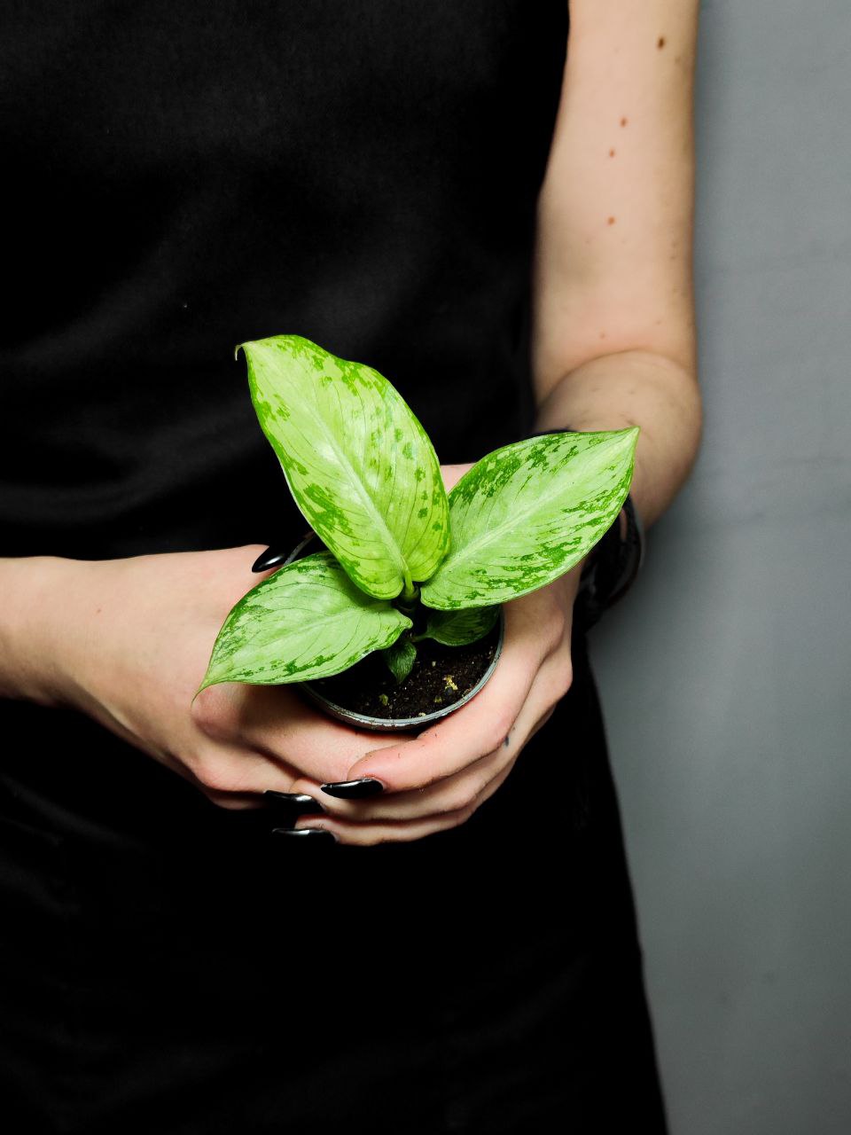 Диффенбахия Сноу (Dieffenbachia Snow) D6см