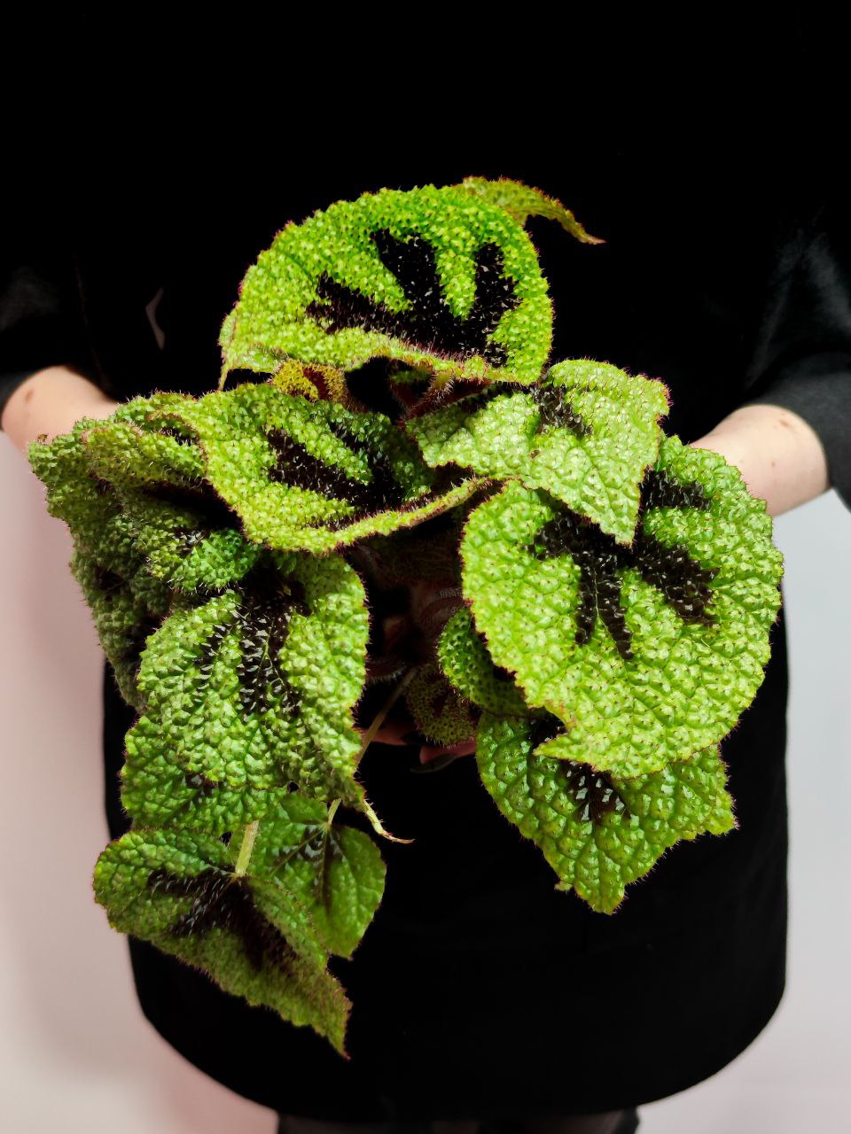 Бегония Мэсона (Begonia Masoniana) D12см
