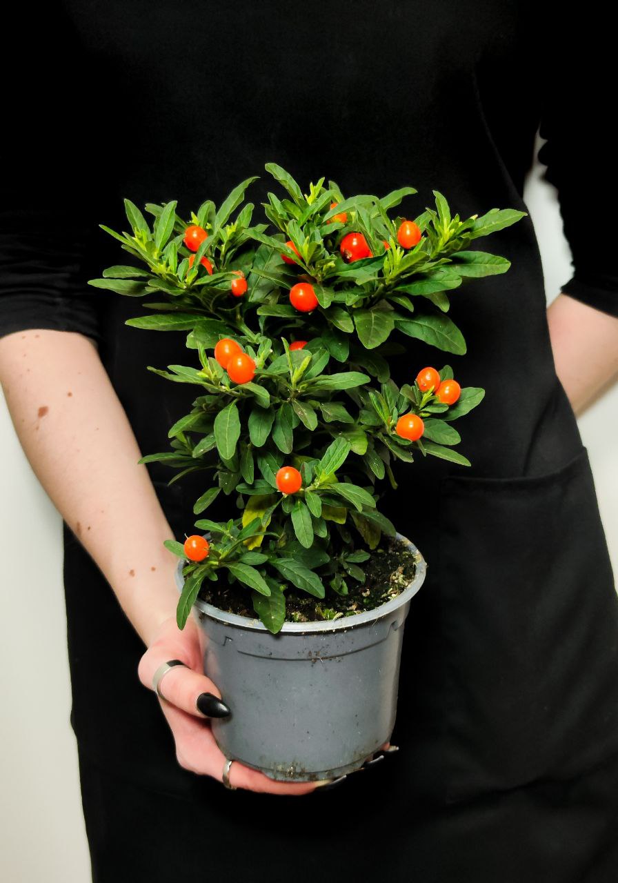 Паслён Ложноперечный, или Солянум Псевдокапсикум (Solanum Pseudocapsicum) D12см