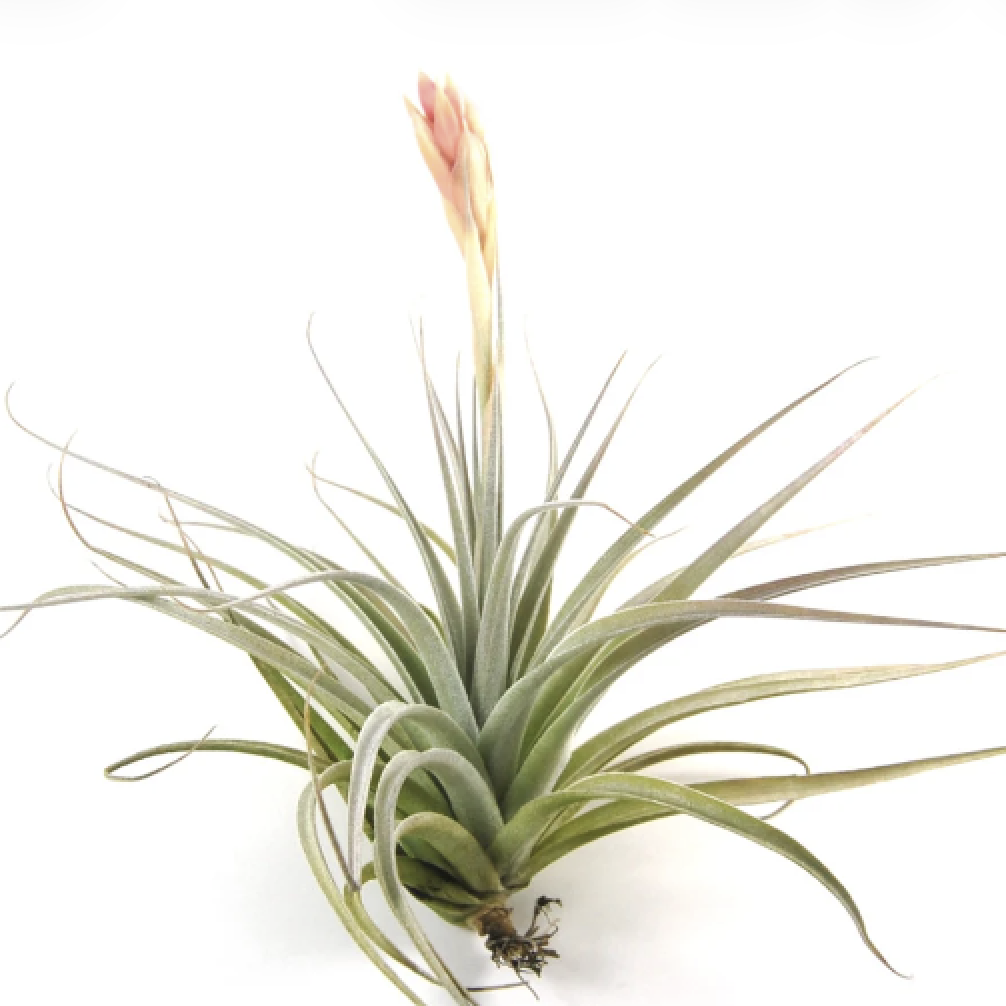 Тилландсия Велютина Мини (Tillandsia Velutina Mini)