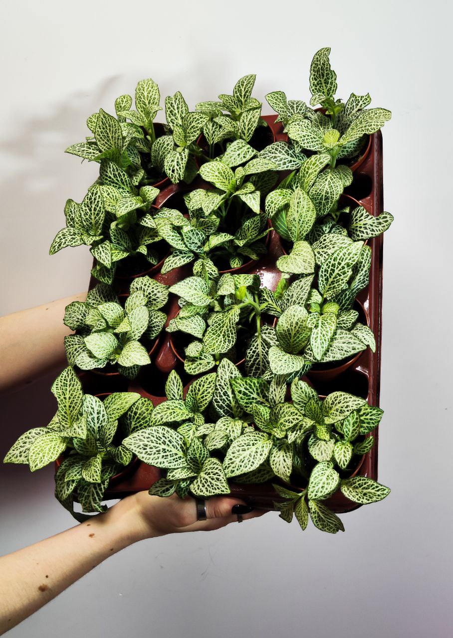 Фиттония Вайт Анна (Fittonia White Anne) D8,5см