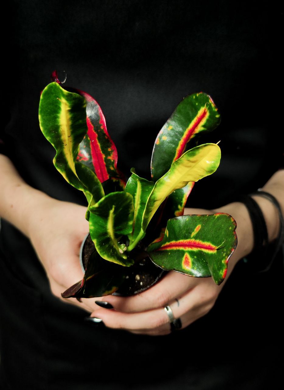 Кодиеум (Кротон) Мамми (Codiaeum Mammy) D6см