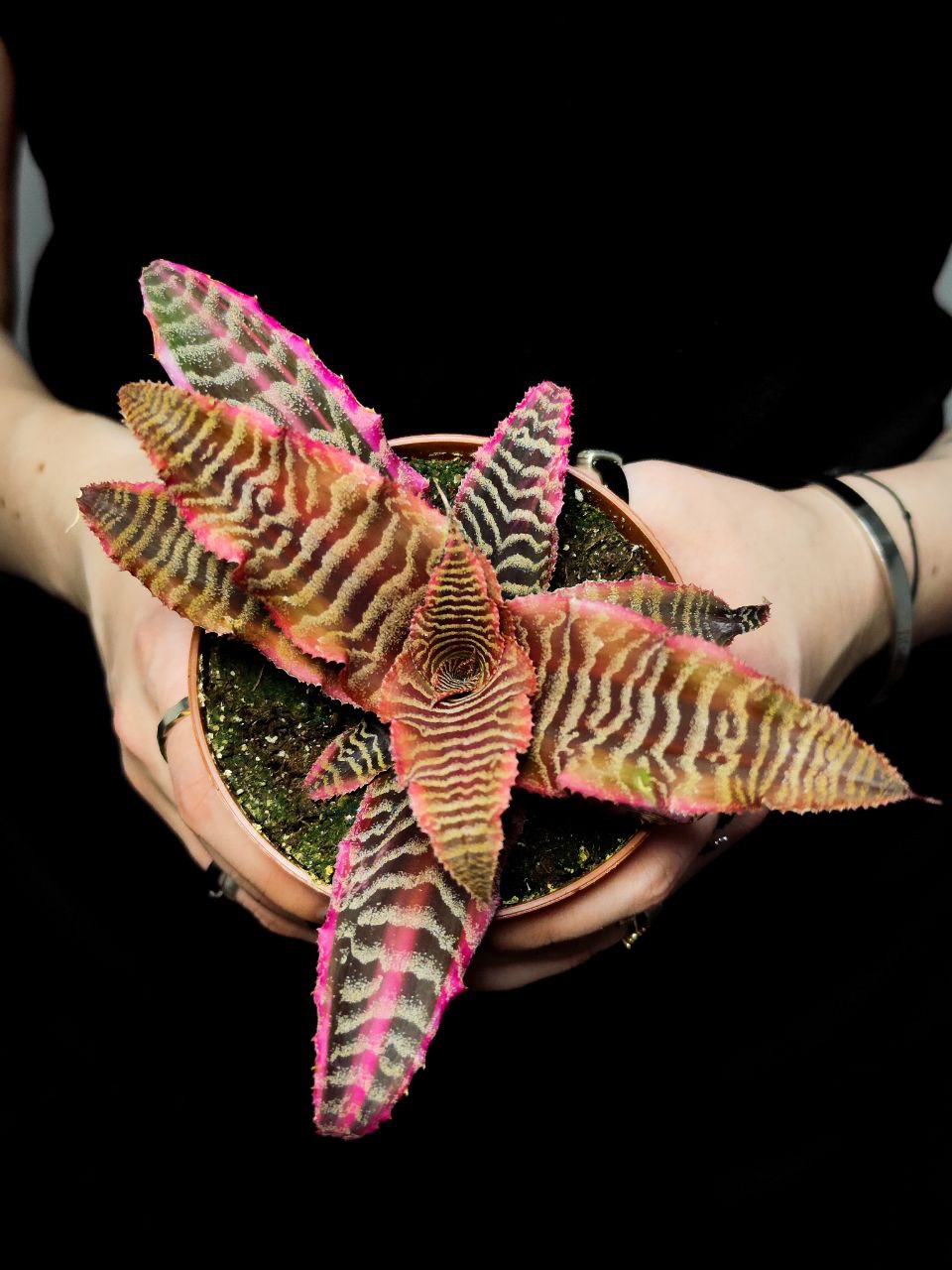 Криптантус Элайн (Cryptanthus Elaine) D9см