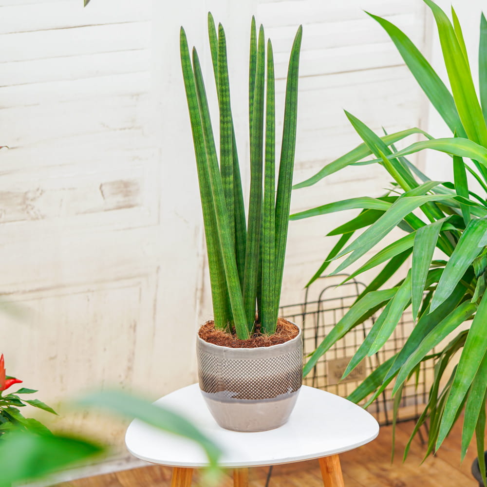Сансевиерия Цилиндрика Стрейт (Sansevieria Cylindrica Straight) D6см