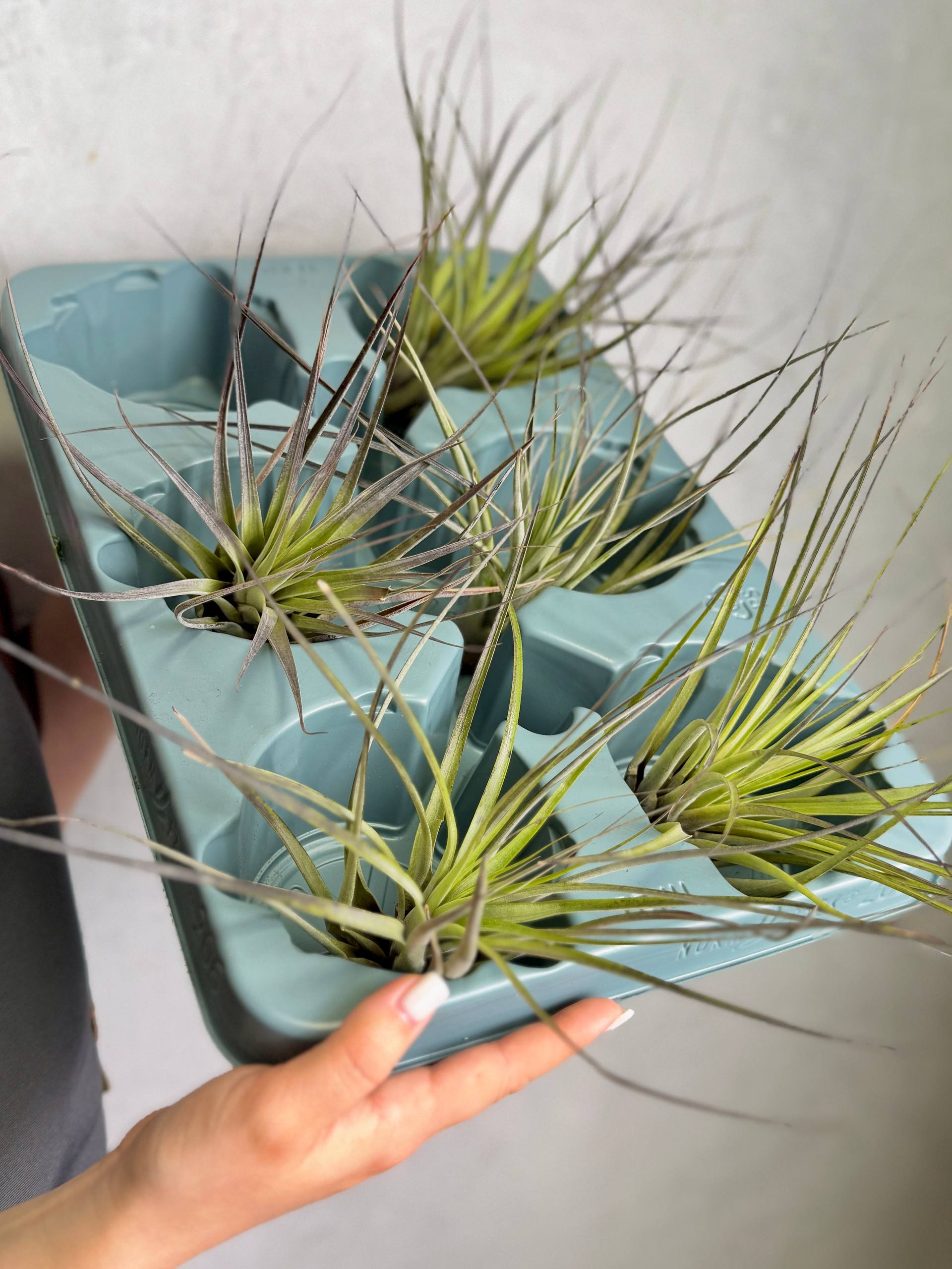 Тилландсия Капитата Блэк XL (Tillandsia Capitata Black XL)