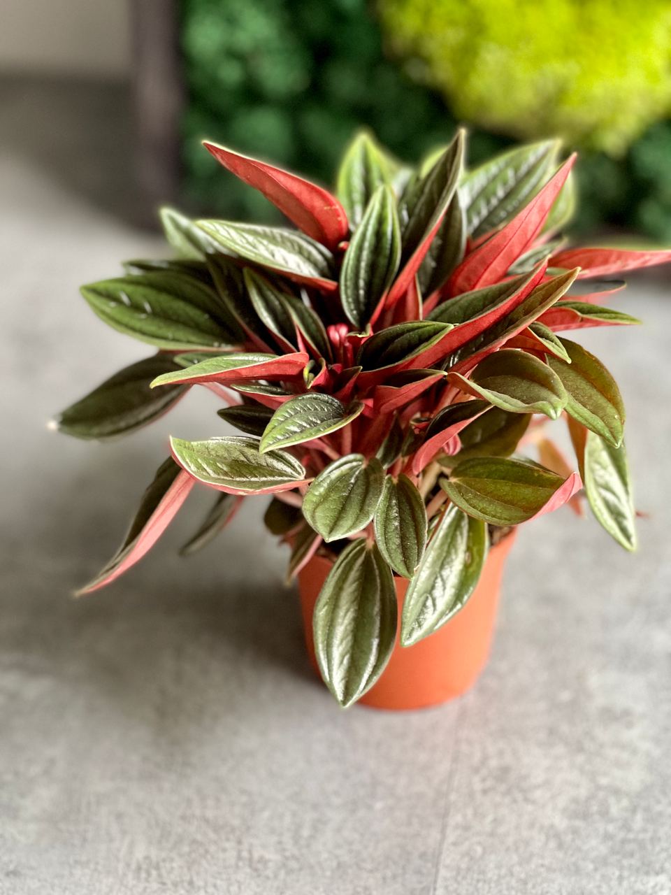 Пеперомия Россо (Peperomia Rosso) D7см