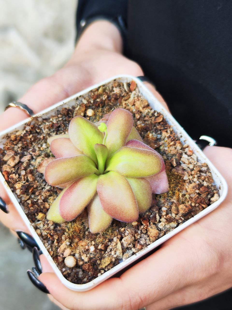Жирянка Черри Блоссом, или Вишневая (Pinguicula Cherry Blossom) D9см