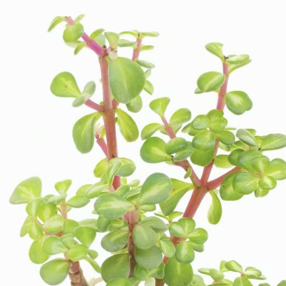 Портулакария Афра Медиопикта (Portulacaria Afra Mediopicta) D5см