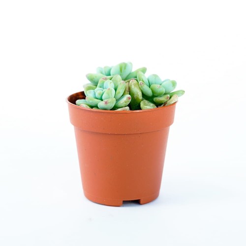Седум Булавовидный (Sedum Clavatum) D5см