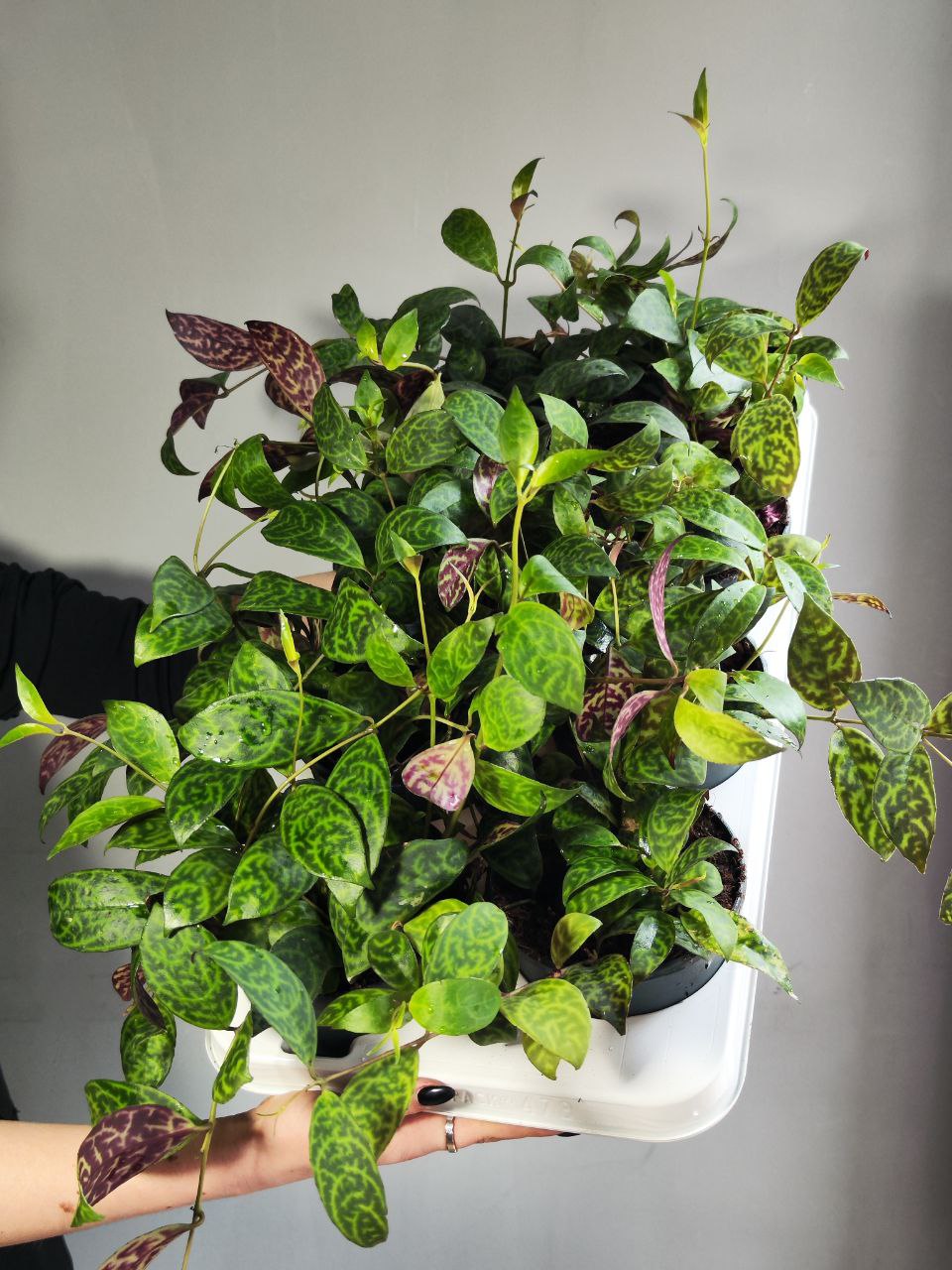 Эсхинантус Марморатус (Aeschynanthus Marmoratus) D12см