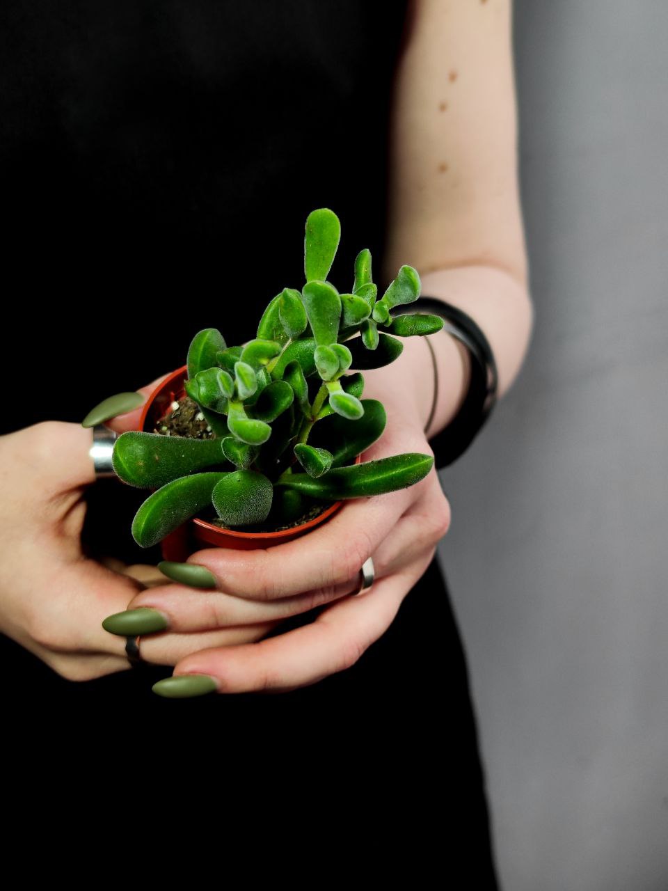 Крассула Роджерсия (Crassula Rogersii) D5см