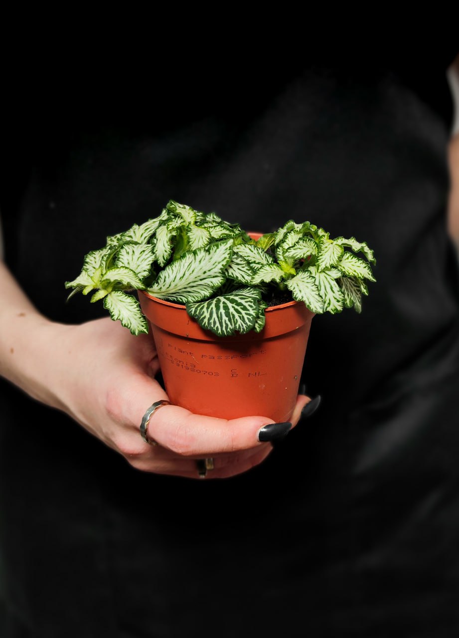 Фиттония Вайт Тигр (Fittonia White Tiger) D8,5см