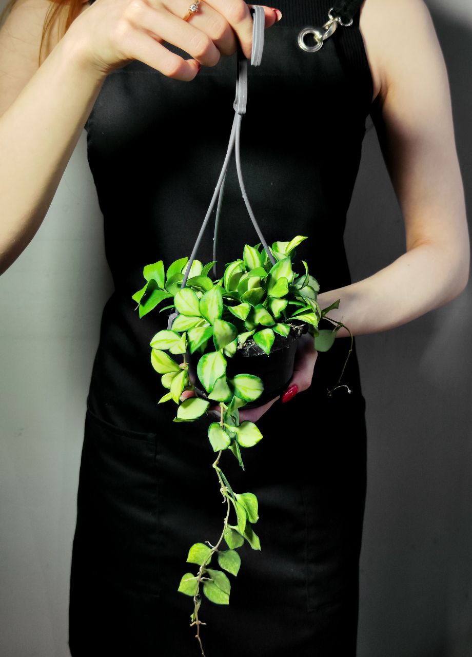 Хойя Хешкелиана Вариегатная (Hoya Heuschkeliana Variagata) D10см
