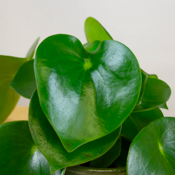 Пеперомия Рейндроп (Peperomia Polybotrya Raindrop) D12см