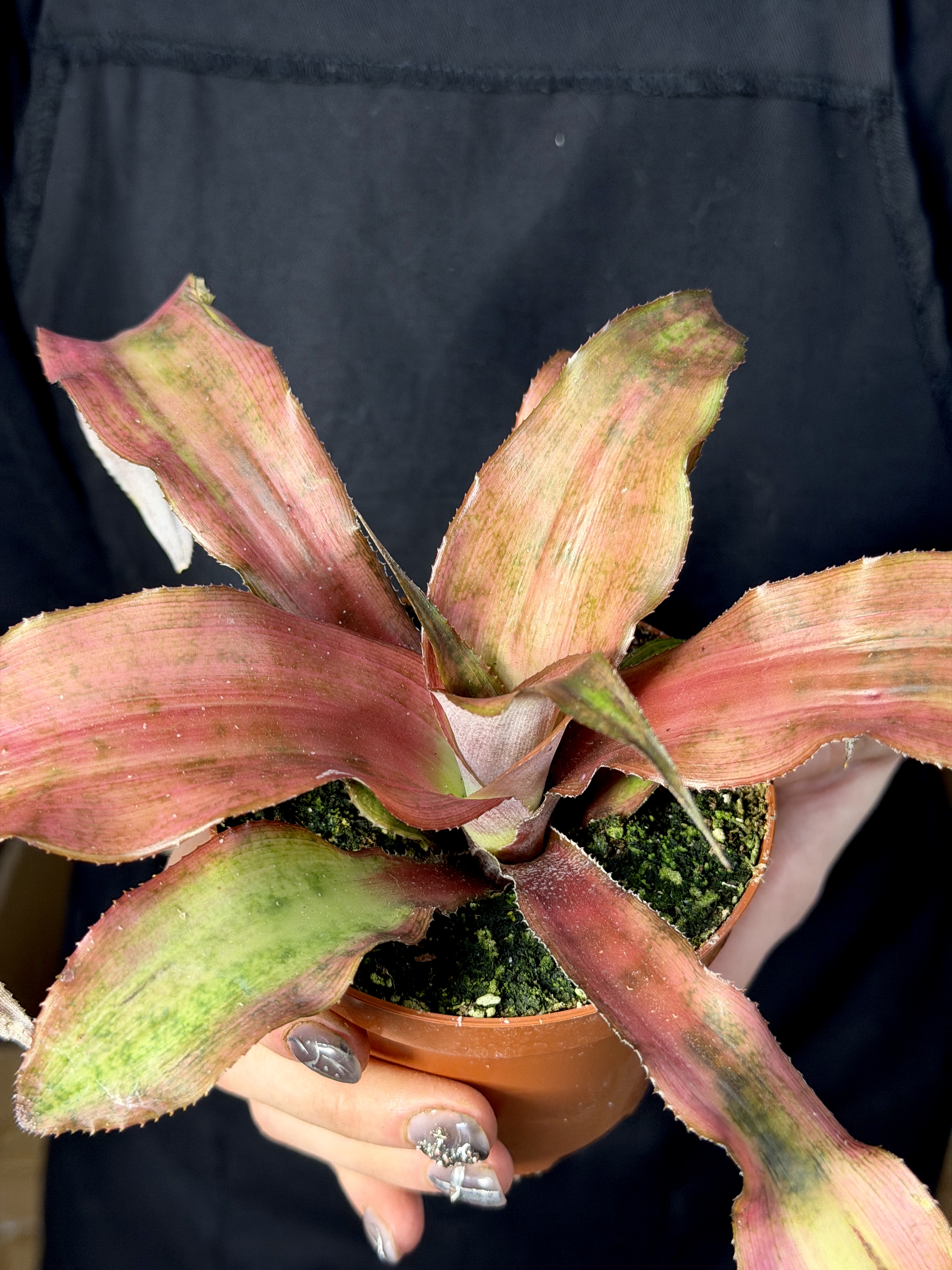 Криптантус Клубничный Фламбе (Cryptanthus Strawberry Flambee) D9см