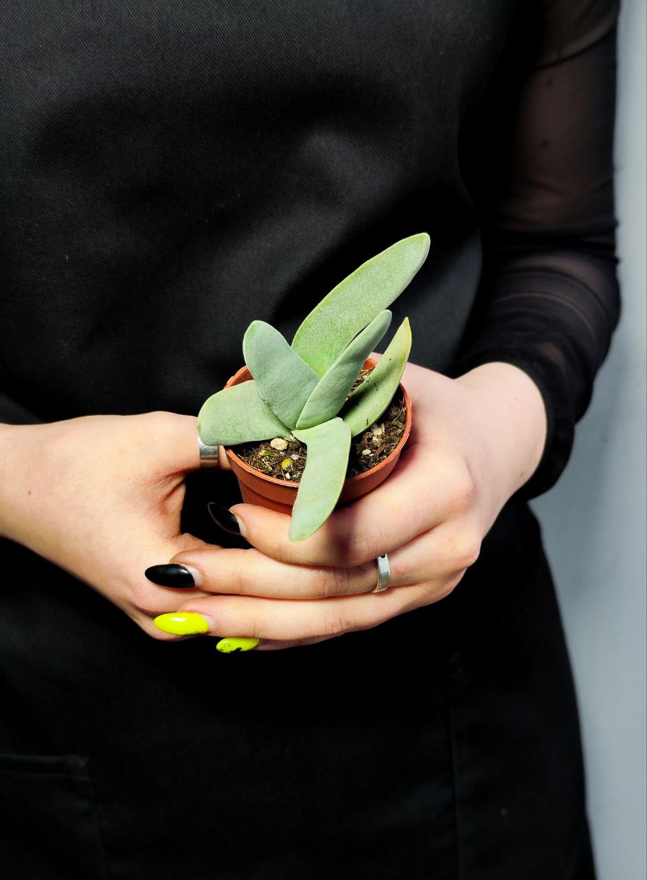 Крассула Cерповидная (Crassula Falcata) D5см