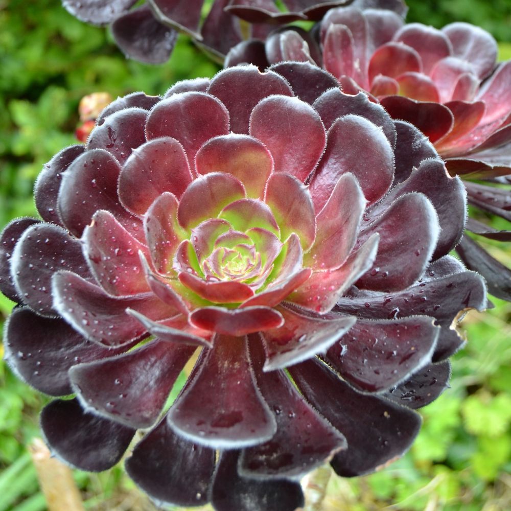 Эониум Арбореум (Aeonium Arboreum) D5см