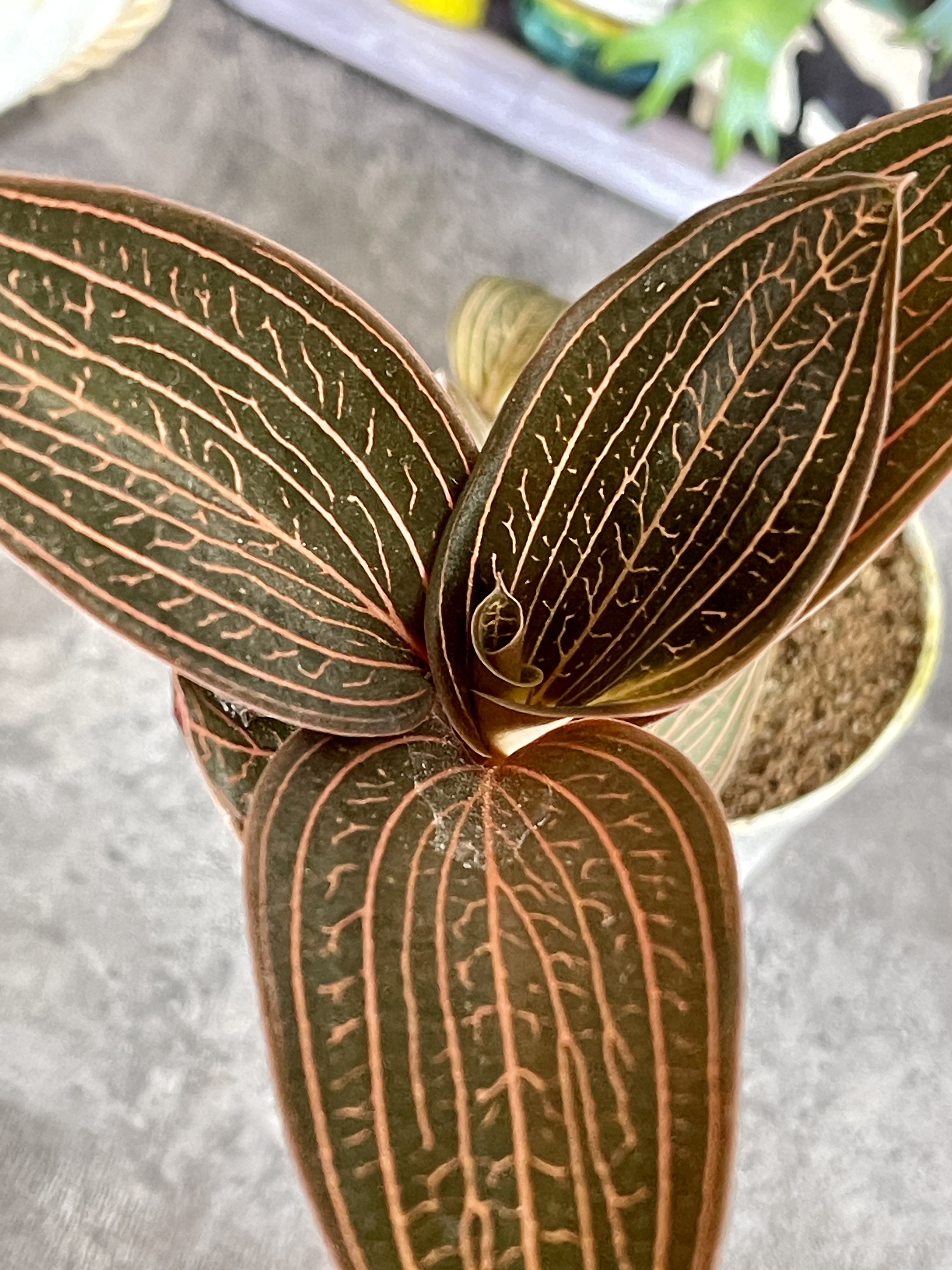Орхидея Драгоценная Карма Руби (Jewel Orchid Karma Ruby) D7см