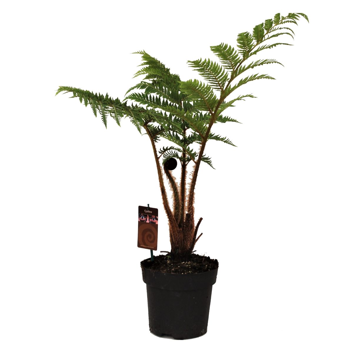 Древовидный Папоротник, или Циатея Австралис (Cyathea Australis) D12см