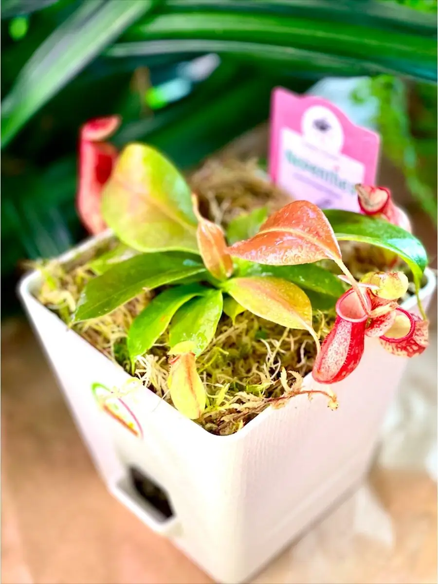 Непентес Гая (лат. Nepenthes Gaya) пересаженный D12см