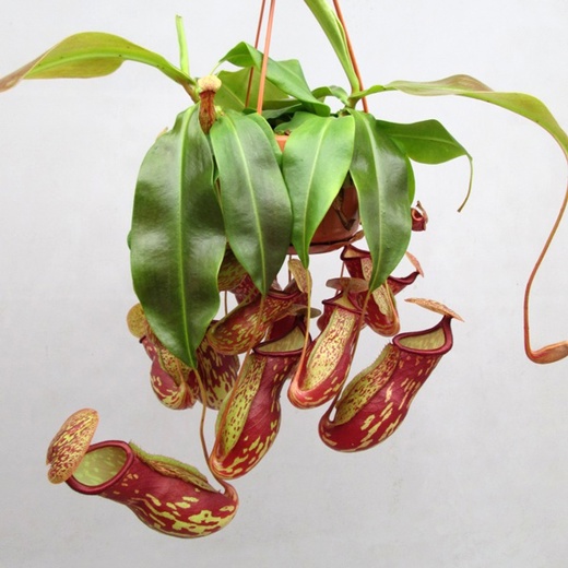 Непентес Гая (Nepenthes Gaya) D14см в подвесном кашпо