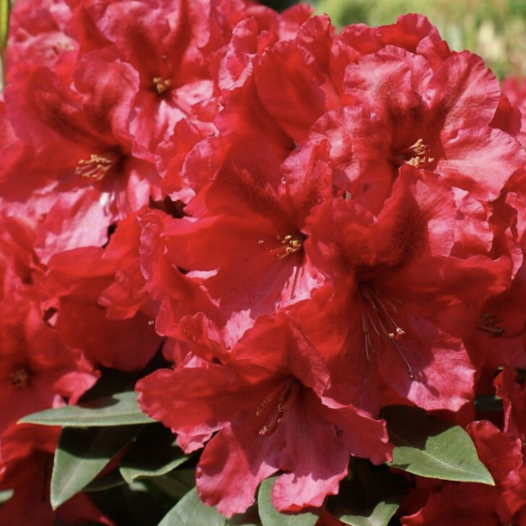 Азалия (Рододендрон) Индийская Красная (Azalea Indica Red) D13см