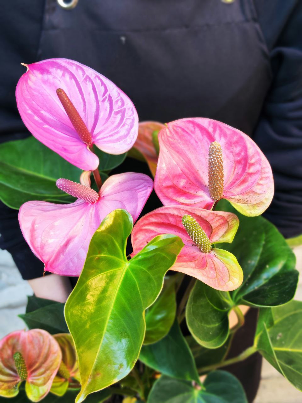 Антуриум Кавалли (Anthurium Cavalli) D14см
