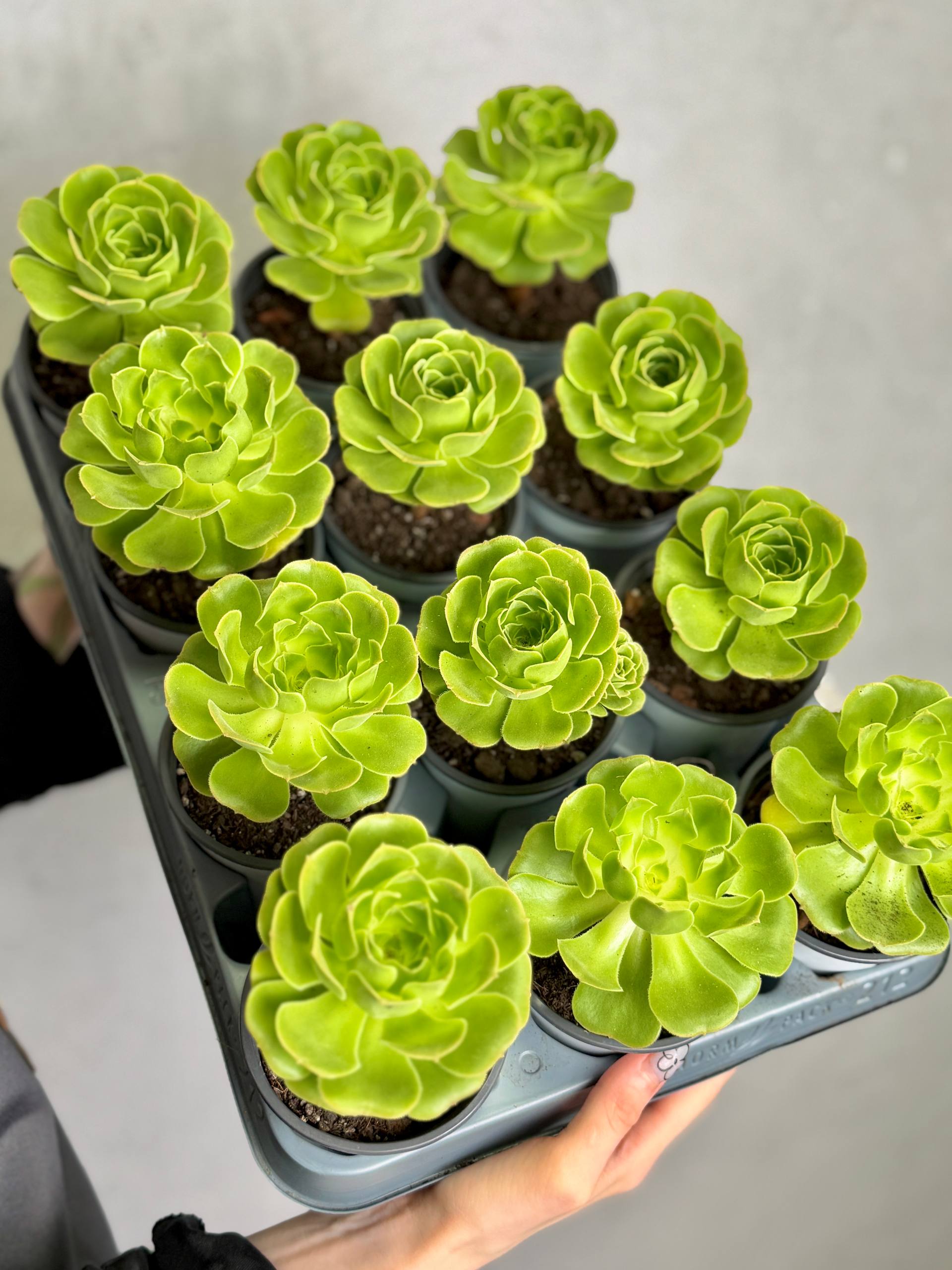 Эониум (Гриновия) Диплоциклум (Greenovia Diplocycla) D9см