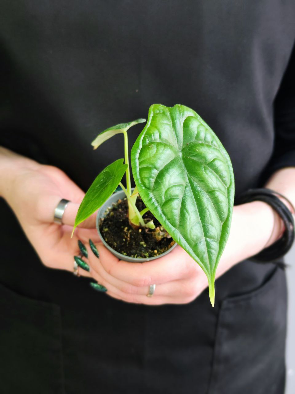 Алоказия Драгон Скейл (Alocasia Dragon Scale) D6см
