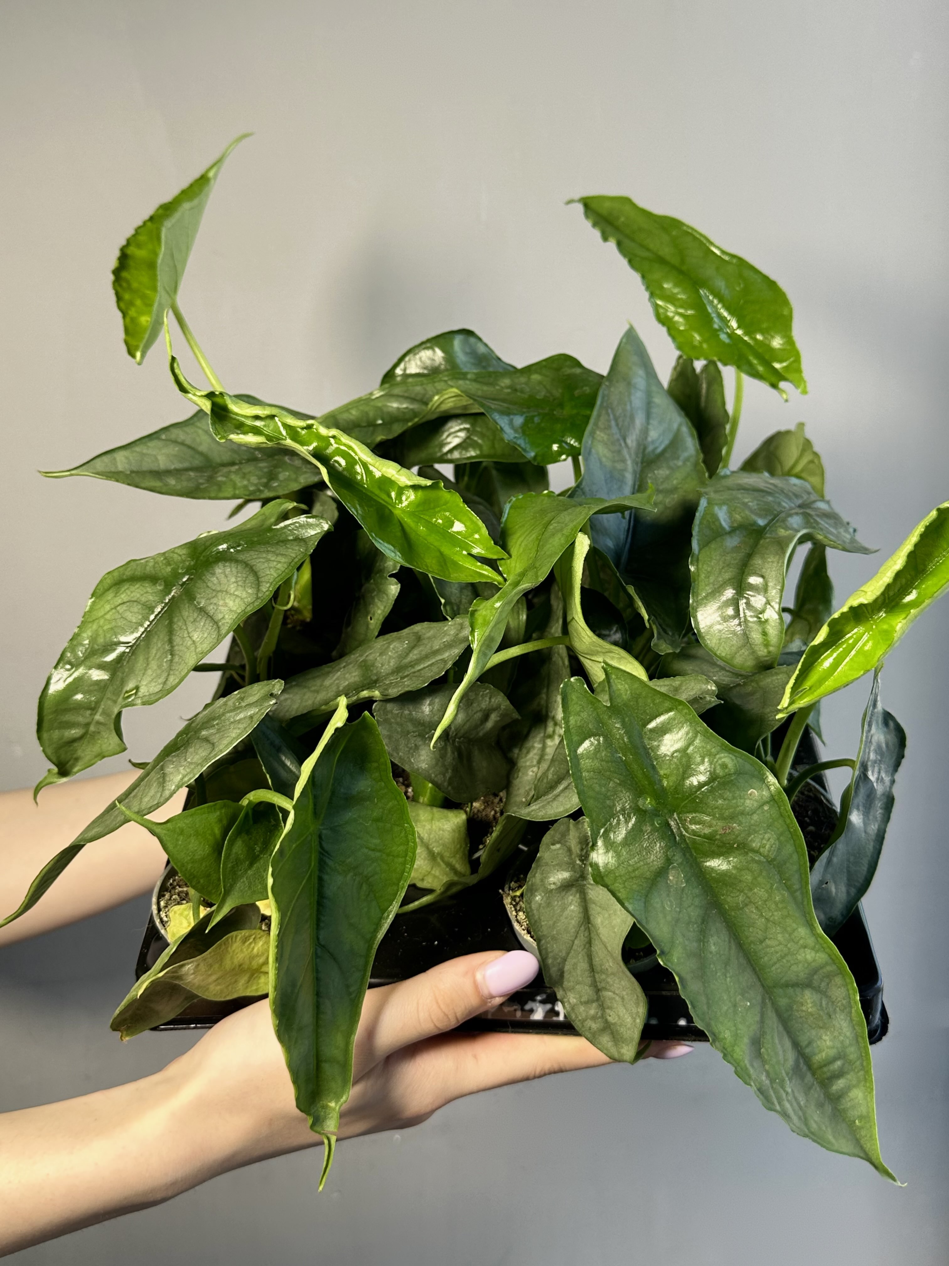 Алоказия Хетерофилла Дыхание Дракона (Alocasia Heterophylla Dragon’s Breath) D6см