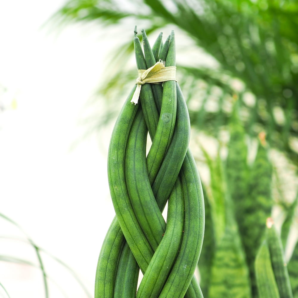 Сансевиерия Цилиндрическая Коса (Sansevieria Сylindrica Braid) D6см