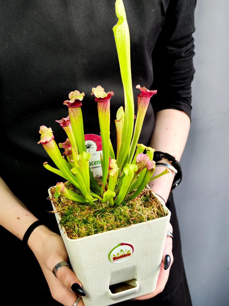 Саррацения Лейкофилла Красная (Sarracenia Leucophylla Red) пересаженная D12см