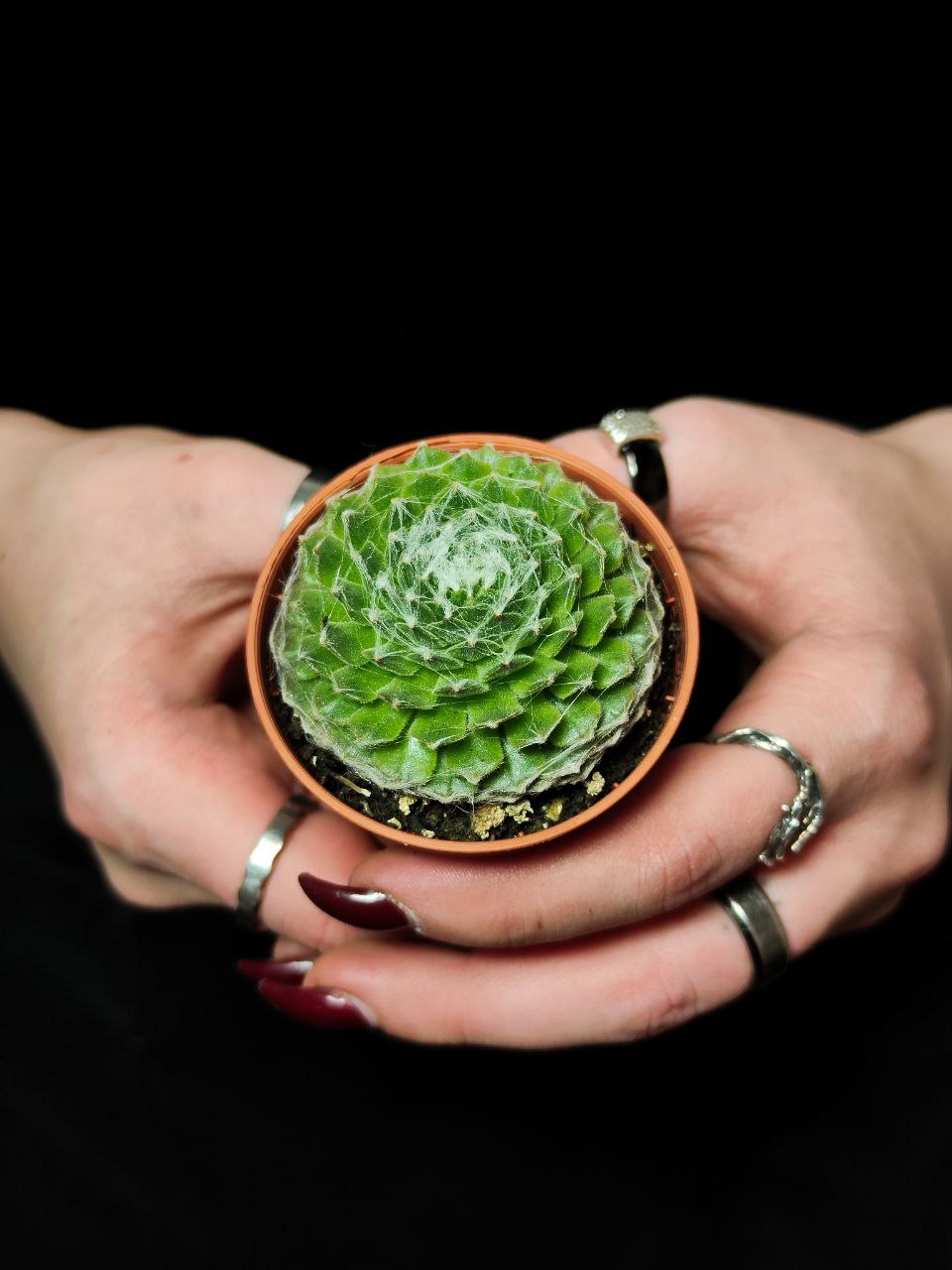 Молодило Паутинистое (Sempervivum Аrachnoideum) D5см