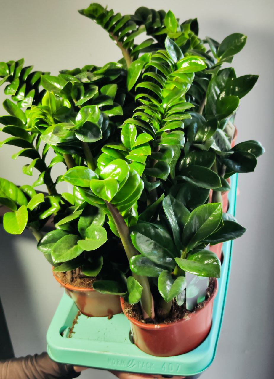 Замиокулькас Зензи (Zamioculcas Zenzi) D14см