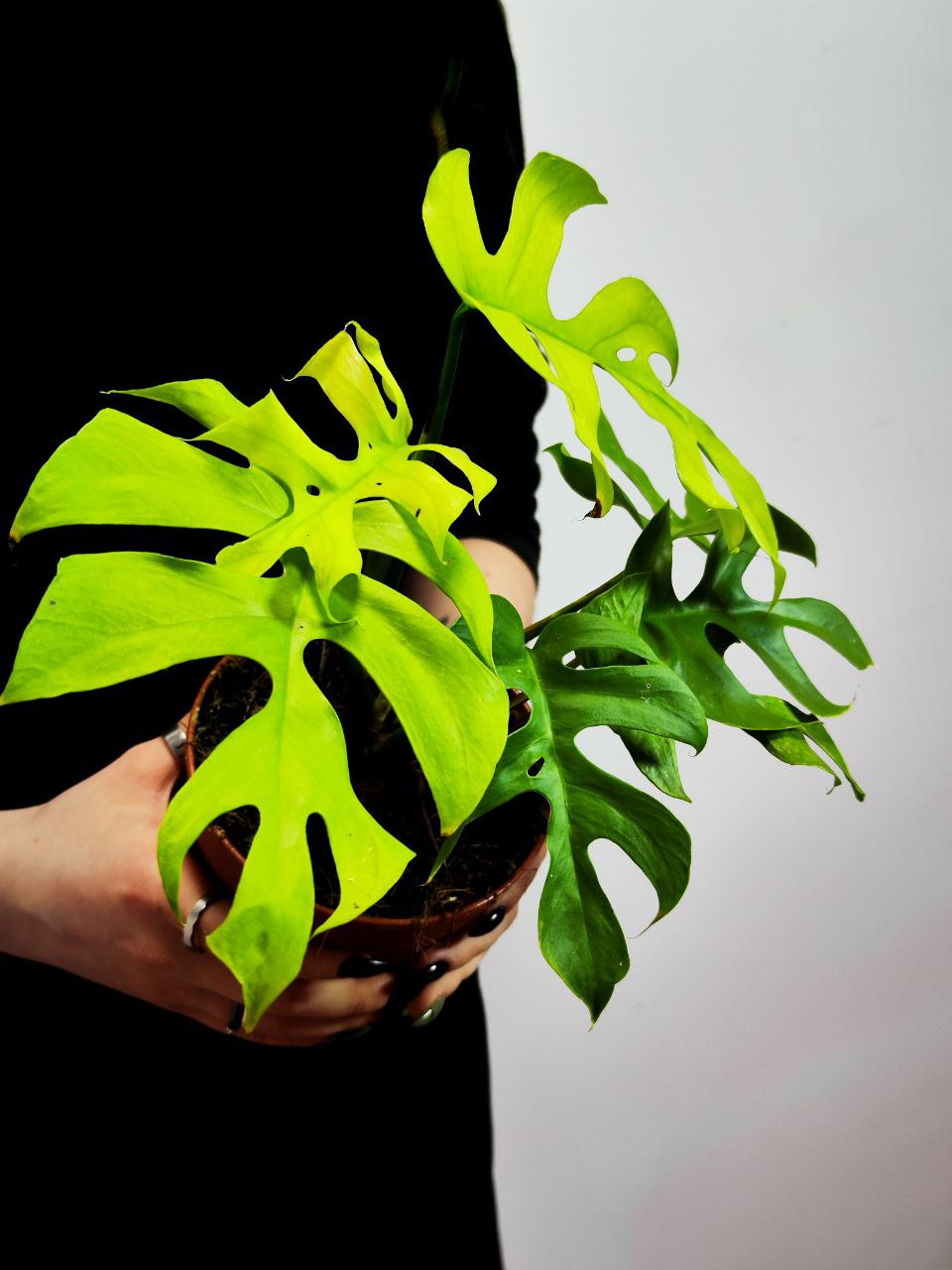 Рафидофора Тетрасперма (Rhaphidophora Tetrasperma) D12см