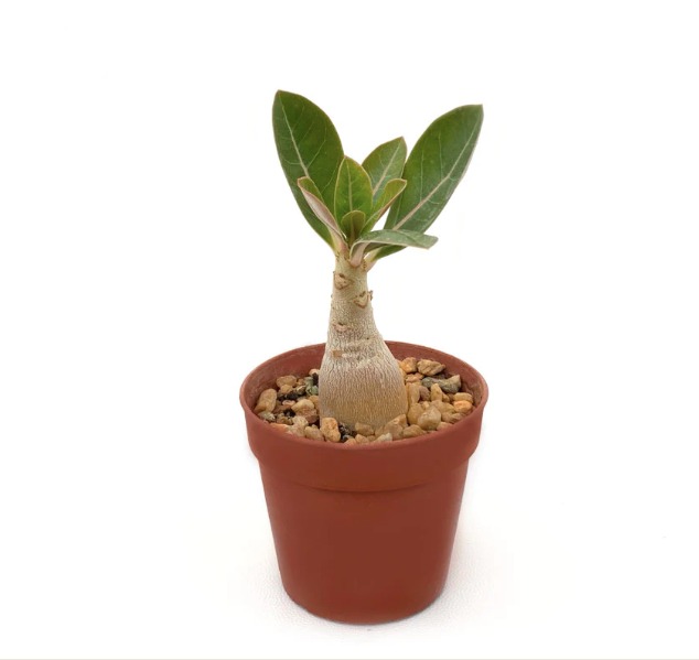Адениум Тучный (Adenium Obesum) D5см