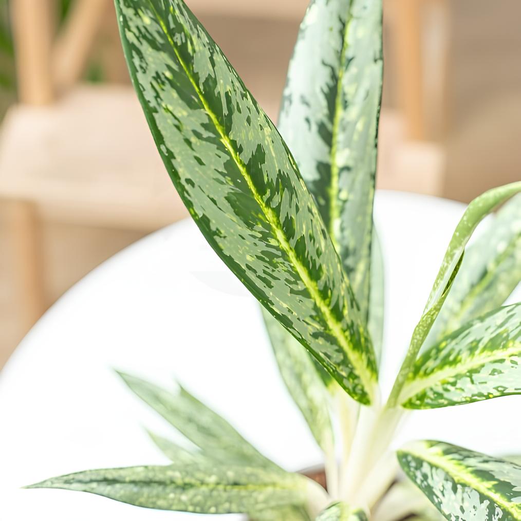 Аглаонема Матча Лемон (Aglaonema Matcha Lemon) D12см