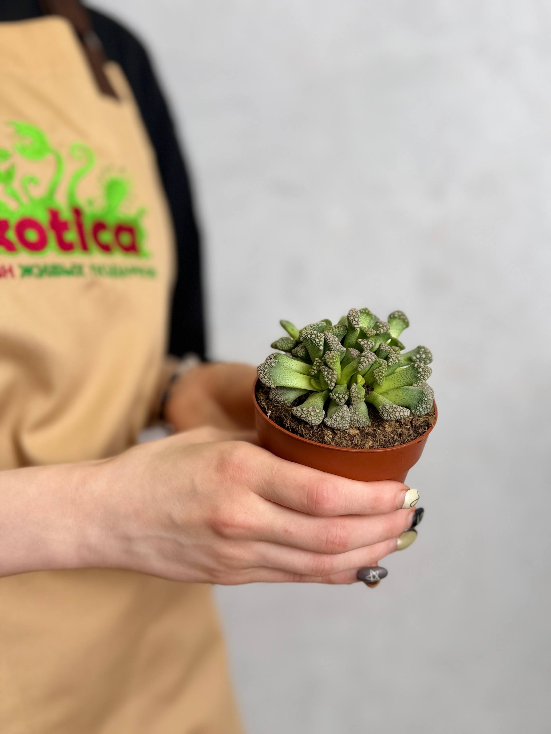Титанопсис Калькарея (Titanopsis Calcarea) D8см
