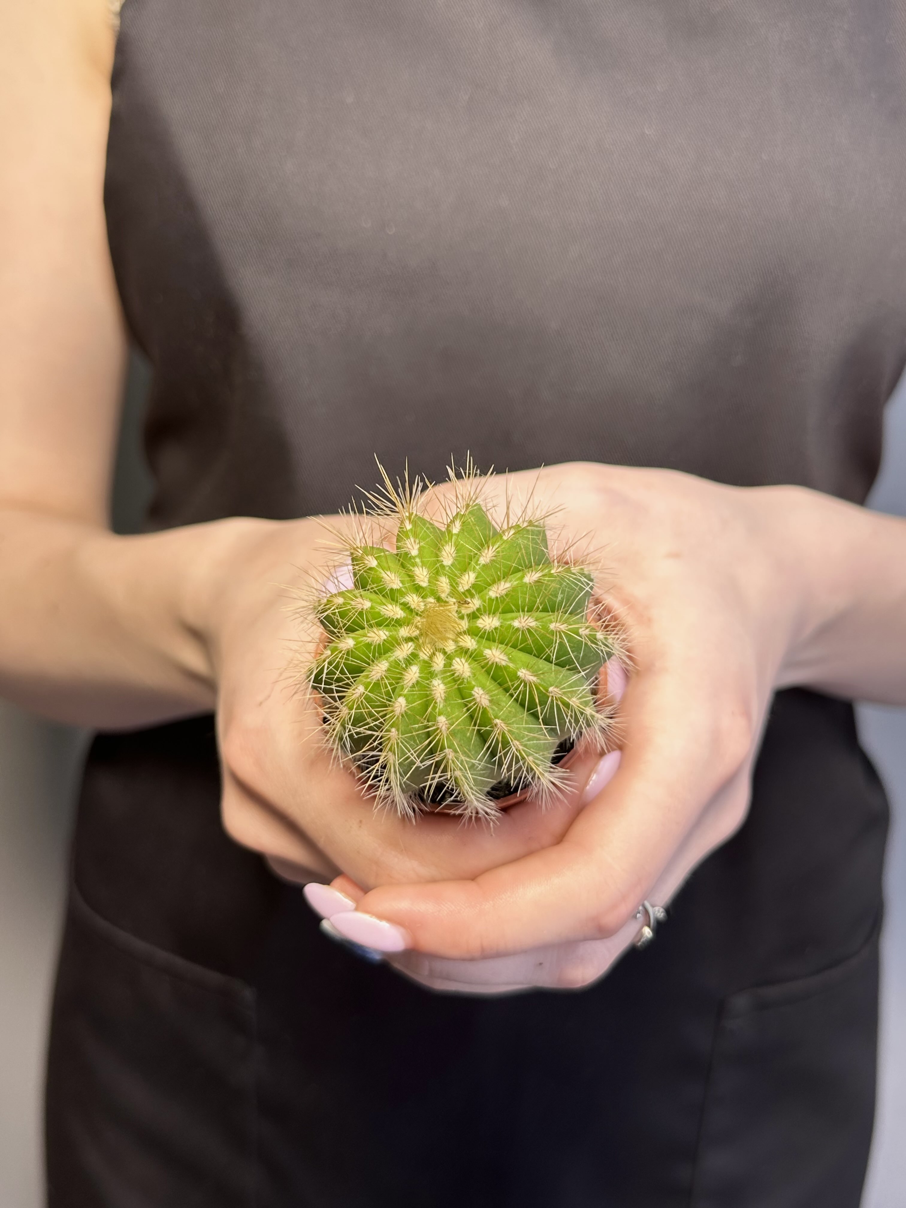 Нотокактус Магнификус (Notocactus Magnificus) D5см
