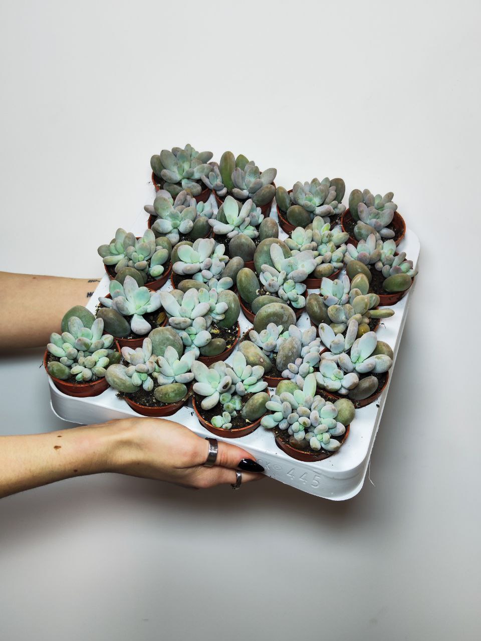 Пахифитум Яйценосный Груп (Pachyphytum Oviferum Group) D5см
