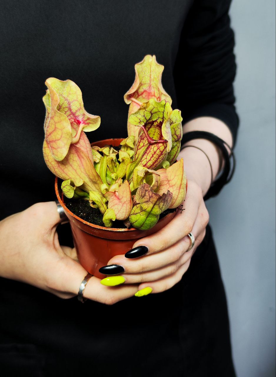 Саррацения Монтана (Sarracenia Montana) D9см